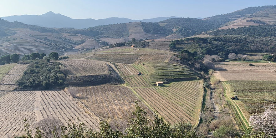 Utsikt over vinmarker.