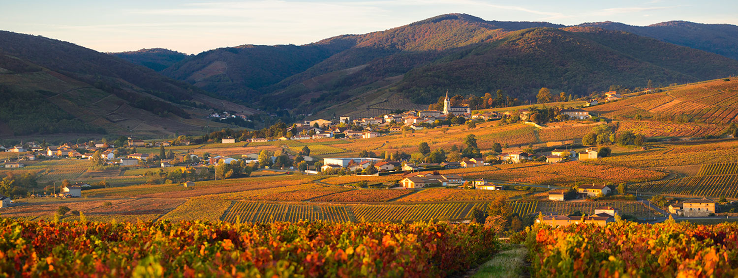 Utsikt over vinmarker i Beaujolais, med høstfarger.