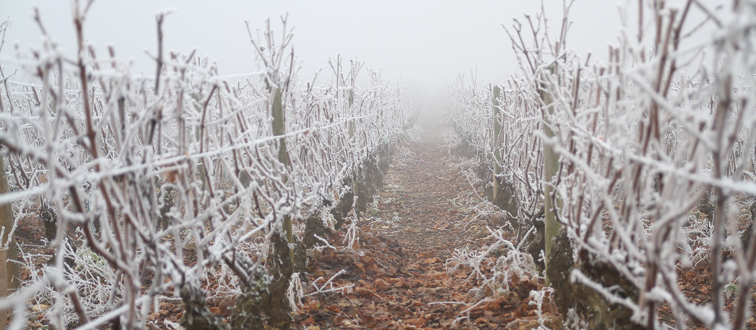 Frost på vinranker i tåkete vær.