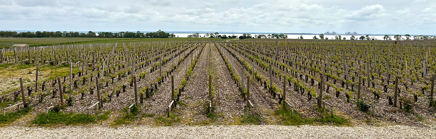 Vinmark i Bordeaux.