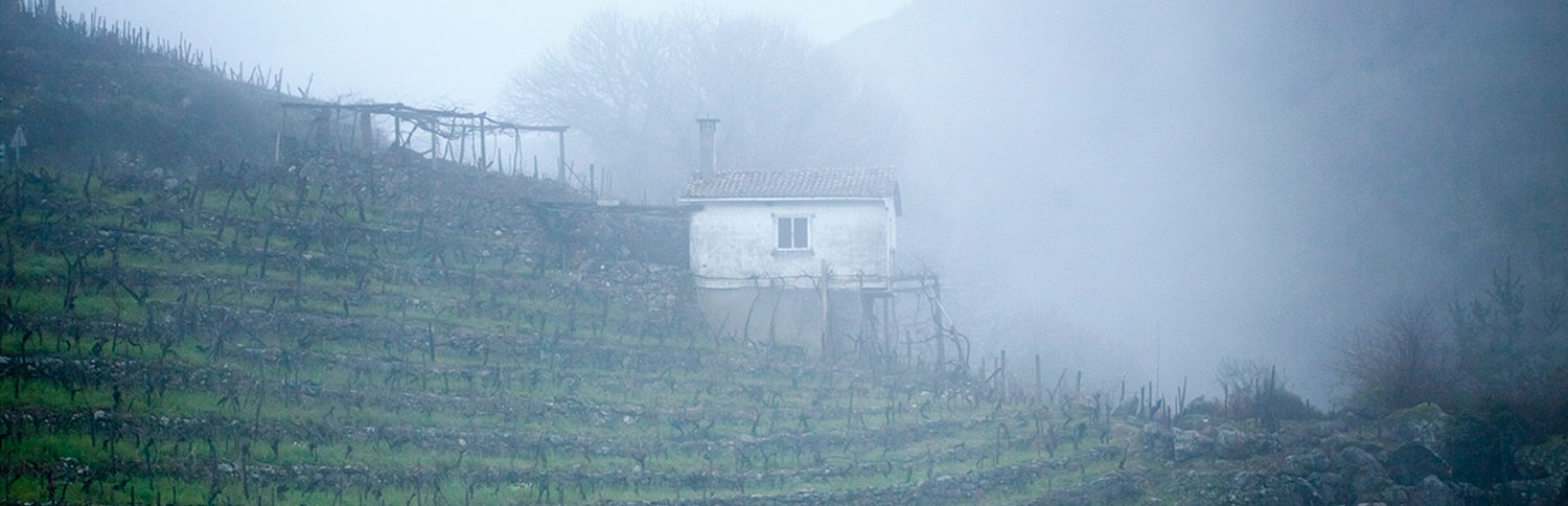 Vinmark i tåke med hvit liten hytte i en skråning.