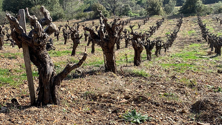Vin fra Languedoc-Roussillon