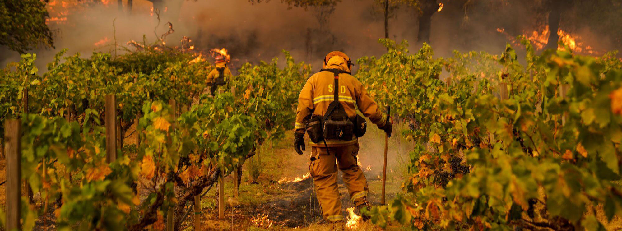 brannmenn slokker skogbrann ved en vinmark i Oregon, USA.