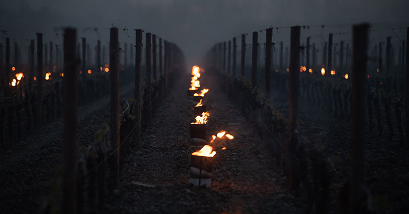 Brennende fakler og røyk mellom radene av vinplanter.