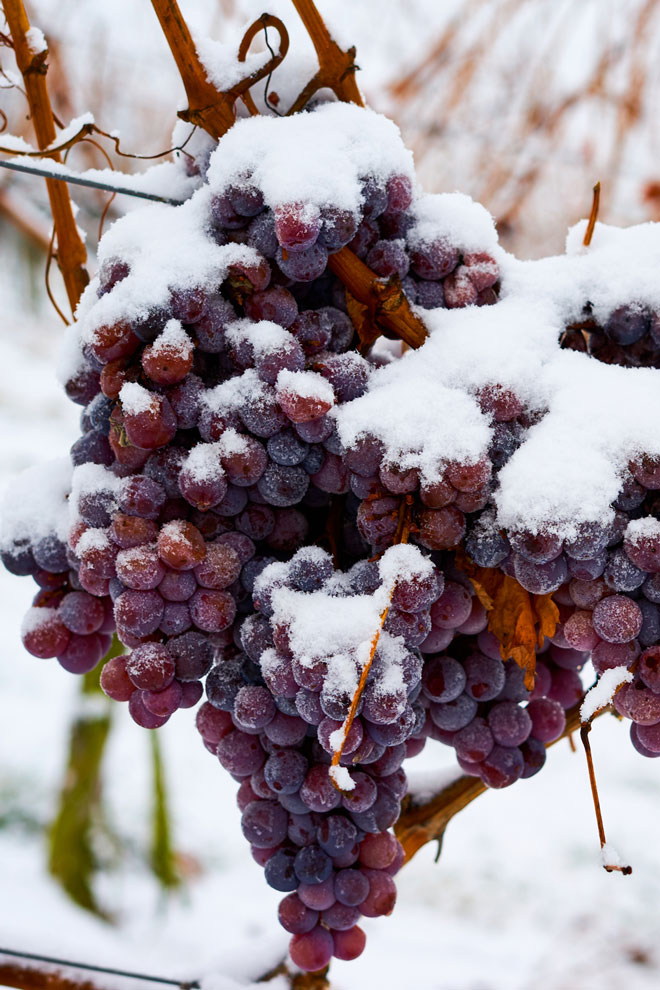 Frosne druer med snør som henger på vinstokken