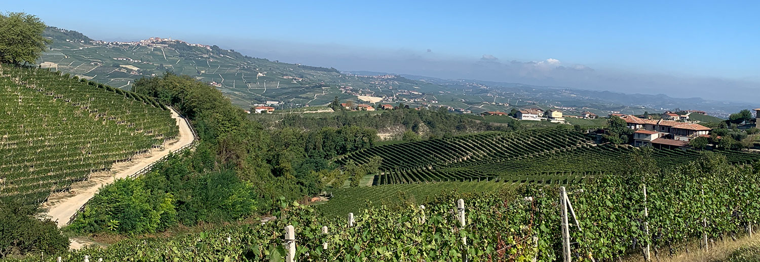 Utsikt over vinmarker i en åsside i Barolo.